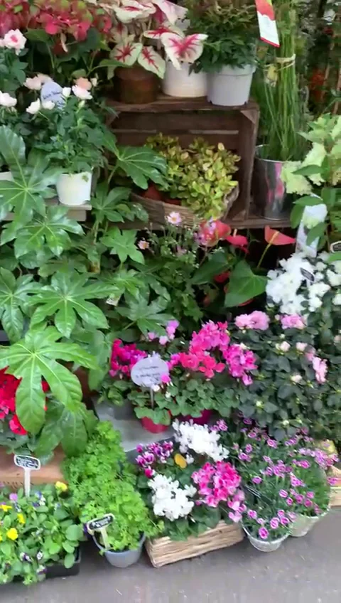 Val Vert Fleurs - 5