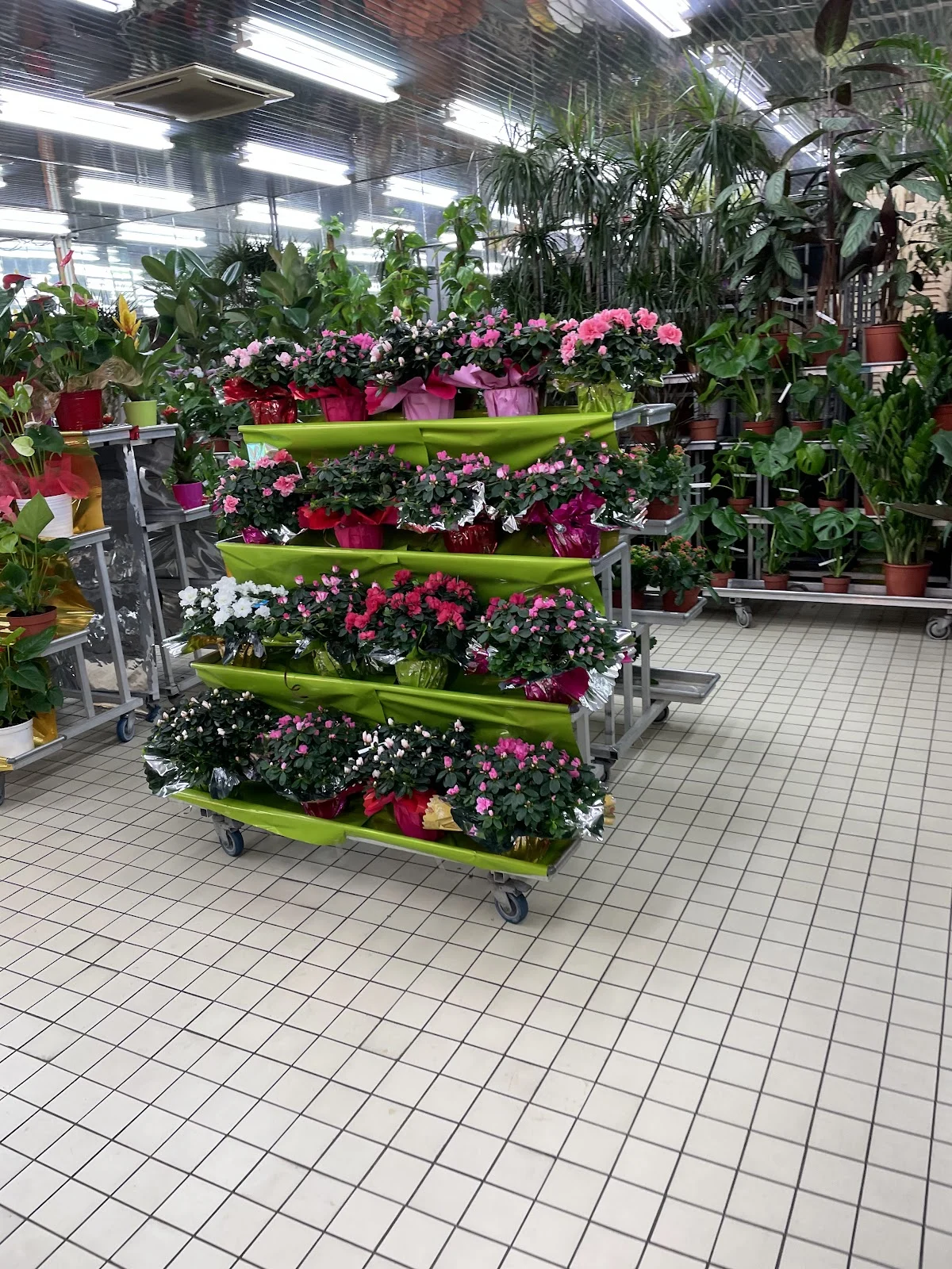 Valdoly Fleurs - 2