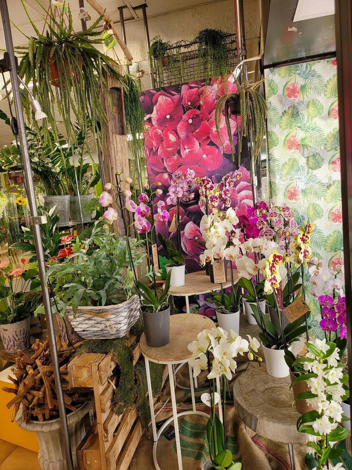 Vovo fleurs - 2